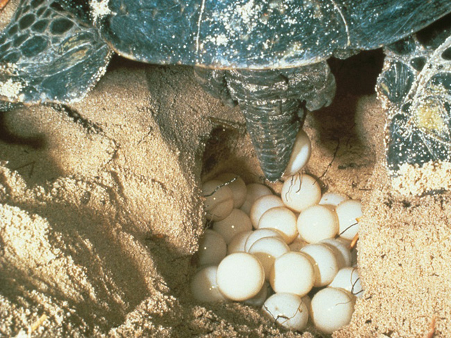 Watch turtle laying eggs Con Dao 